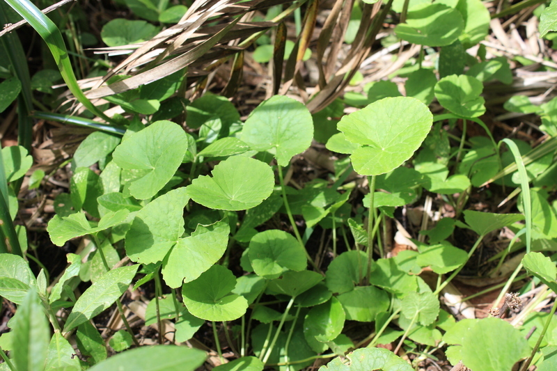 Image of Centella