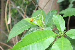 Image of poison devil's-pepper