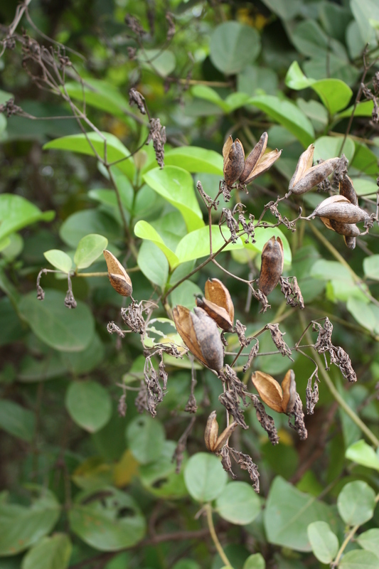 Imagem de Usteria guineensis Willd.