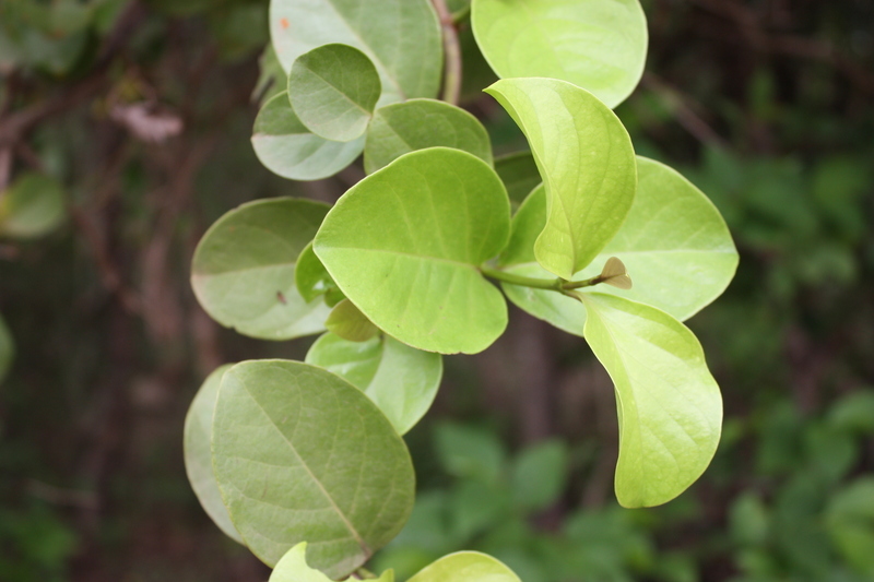 Imagem de Usteria guineensis Willd.