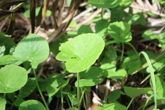 Слика од Centella asiatica (L.) Urb.