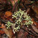 Sivun Clerodendrum bipindense Gürke kuva