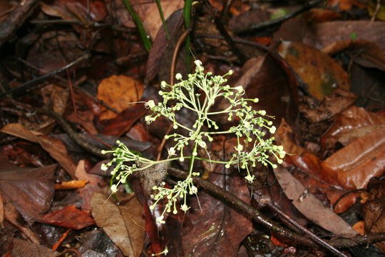 Clerodendrum bipindense Gürke的圖片