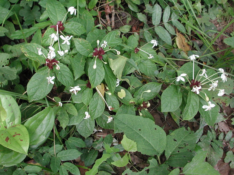 Image of Clerodendrum capitatum (Willd.) Schumach.