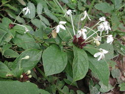 Image of Clerodendrum capitatum (Willd.) Schumach.