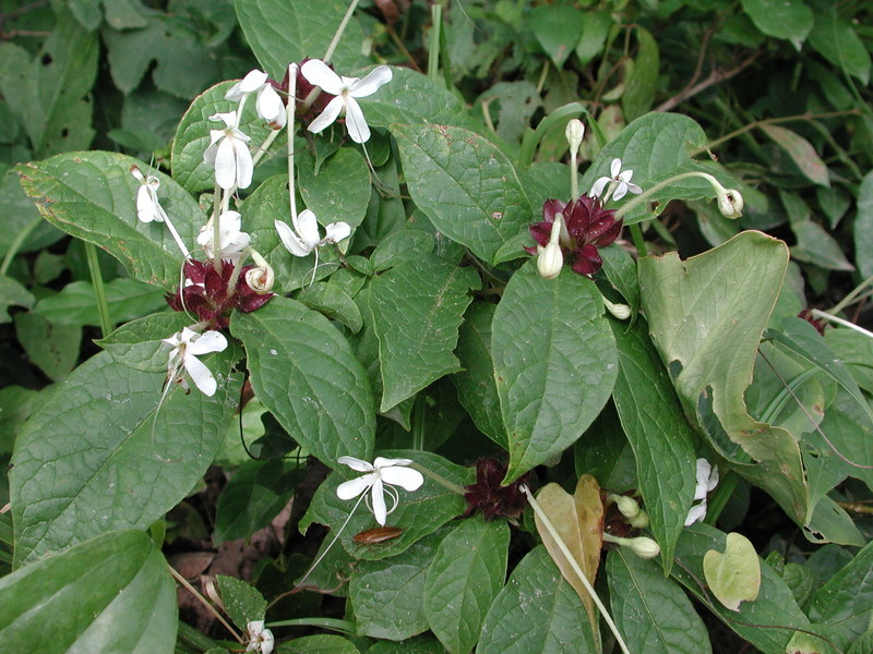 Image of Clerodendrum capitatum (Willd.) Schumach.