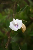 Imagem de Clitoria ternatea L.