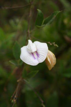 Слика од Clitoria ternatea L.