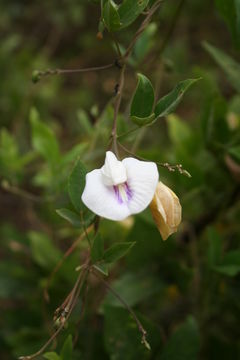 Слика од Clitoria ternatea L.