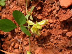 Image of Macrotyloma biflorum (Schum. & Thonn.) Hepper