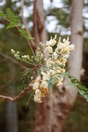 Imagem de Moringa oleifera Lam.