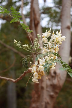 Imagem de Moringa oleifera Lam.