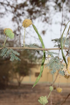 Image of <i>Acacia seyal</i> Delile