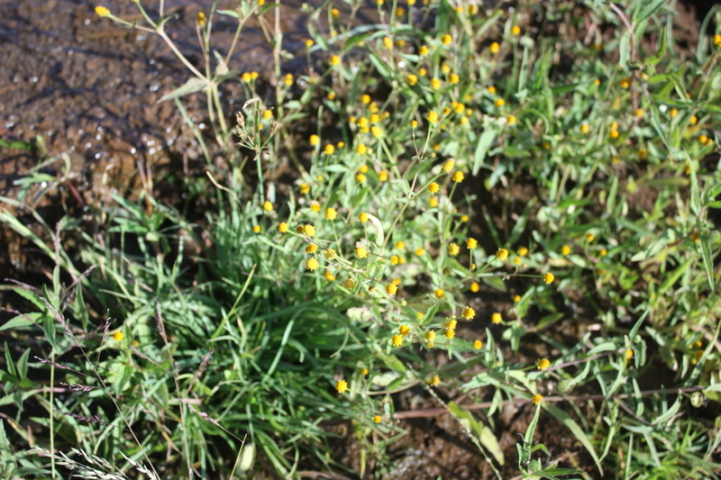 Image de Acmella uliginosa (Sw.) Cass.