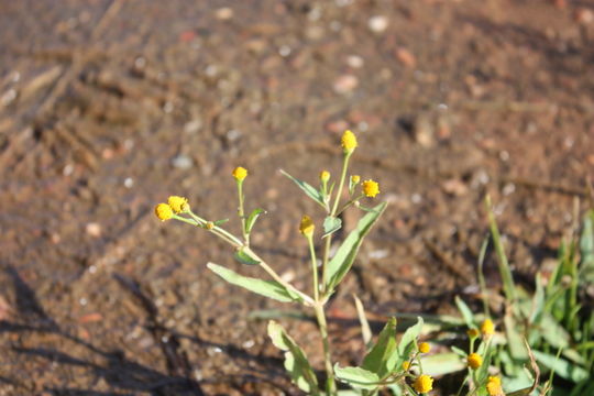 Image of Acmella uliginosa (Sw.) Cass.