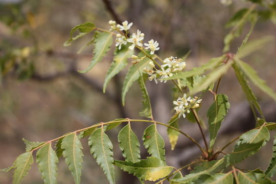 Image of Neem Tree