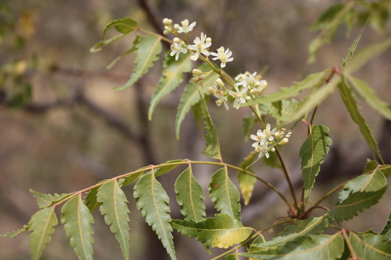 Image of Neem Tree