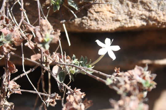 Image of Batopedina tenuis (A. Chev. ex Hutch. & Dalziel) Verdc.