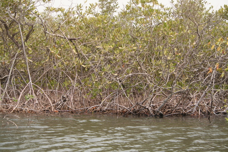 Image of Rhizophora racemosa G. F. W. Meyer