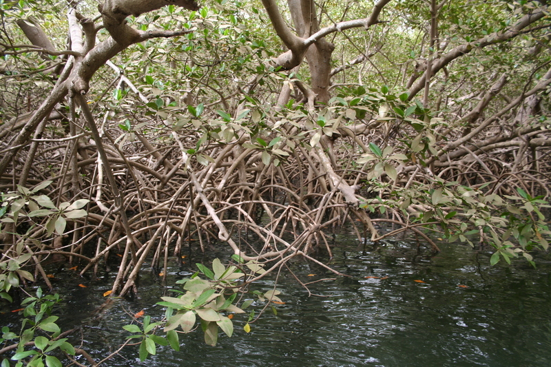 Image of Rhizophora racemosa G. F. W. Meyer