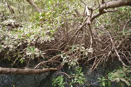 Image of Rhizophora racemosa G. F. W. Meyer