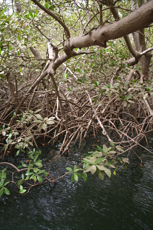 Image of Rhizophora racemosa G. F. W. Meyer