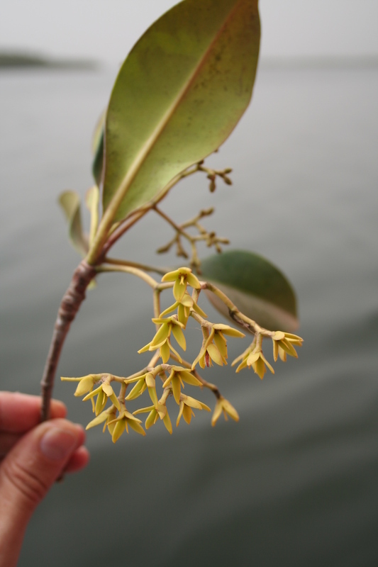 Image of Rhizophora racemosa G. F. W. Meyer