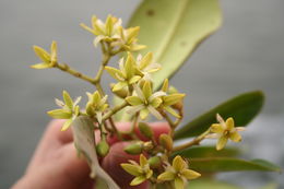 Image of Rhizophora racemosa G. F. W. Meyer