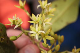 Image of Rhizophora racemosa G. F. W. Meyer