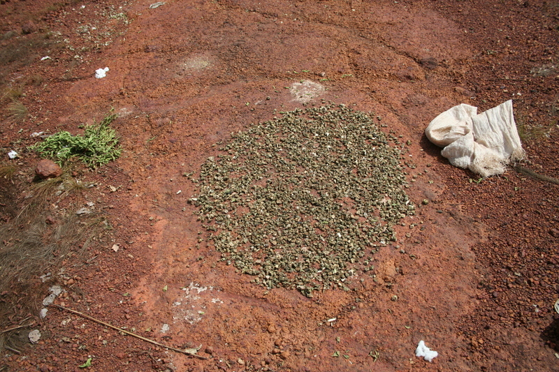 Image of okra