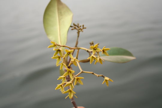 Image of Rhizophora racemosa G. F. W. Meyer