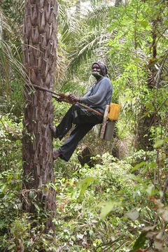 Image of African oil palm