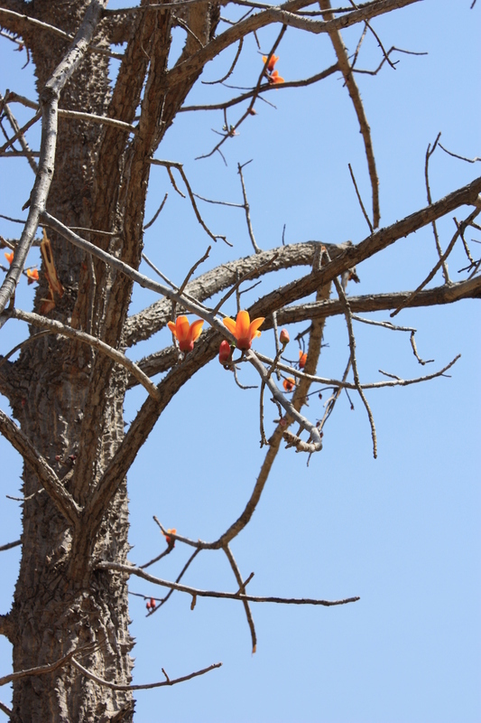 Image of Red Silk Cotton