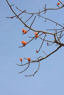 Image of Red Silk Cotton