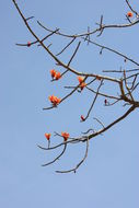 Image of Red Silk Cotton