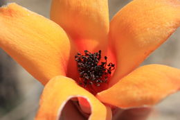 Image of Red Silk Cotton