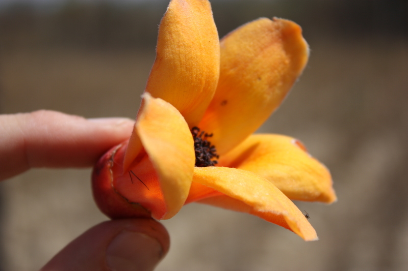 Image of Red Silk Cotton