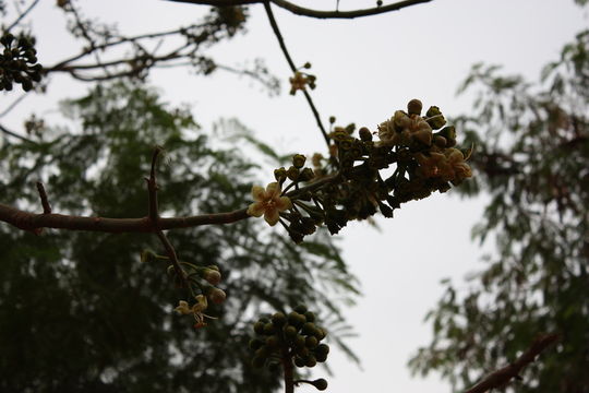 Image of kapoktree