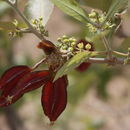 Image of Four-leaved bushwillow