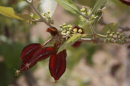 Combretum adenogonium Steud. ex A. Rich.的圖片