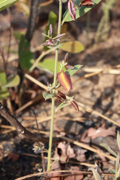 Imagem de Combretum sericeum G. Don