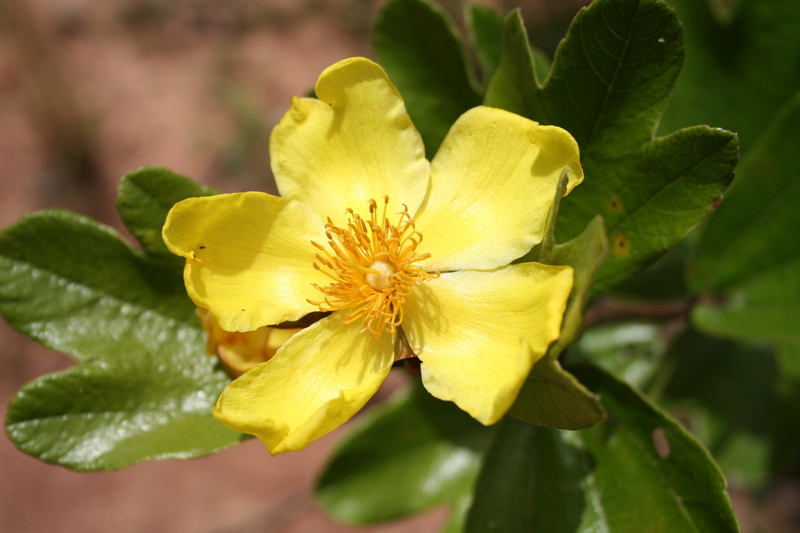 Image de Cochlospermum planchonii Hook. fil. ex Planch.