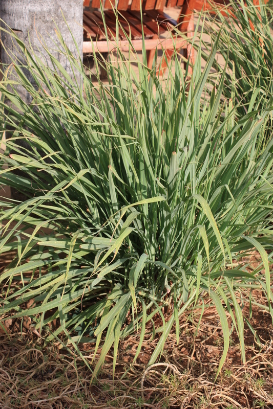 Image of lemon grass