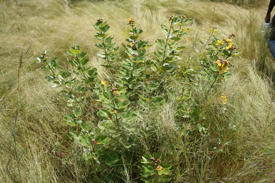 Image of Cochlospermum planchonii Hook. fil. ex Planch.