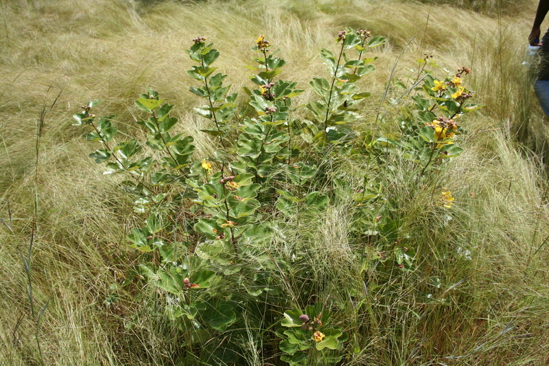 Image de Cochlospermum planchonii Hook. fil. ex Planch.