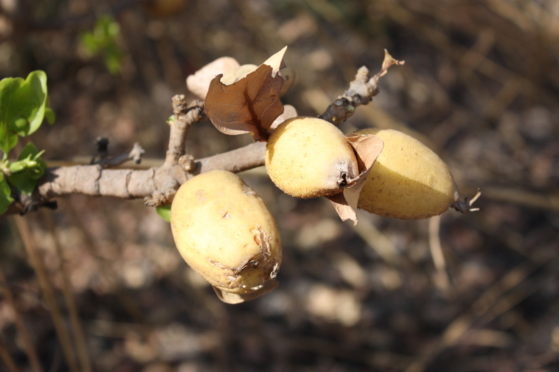 Image of Gardenia erubescens Stapf & Hutch.