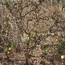 Image of Gardenia erubescens Stapf & Hutch.