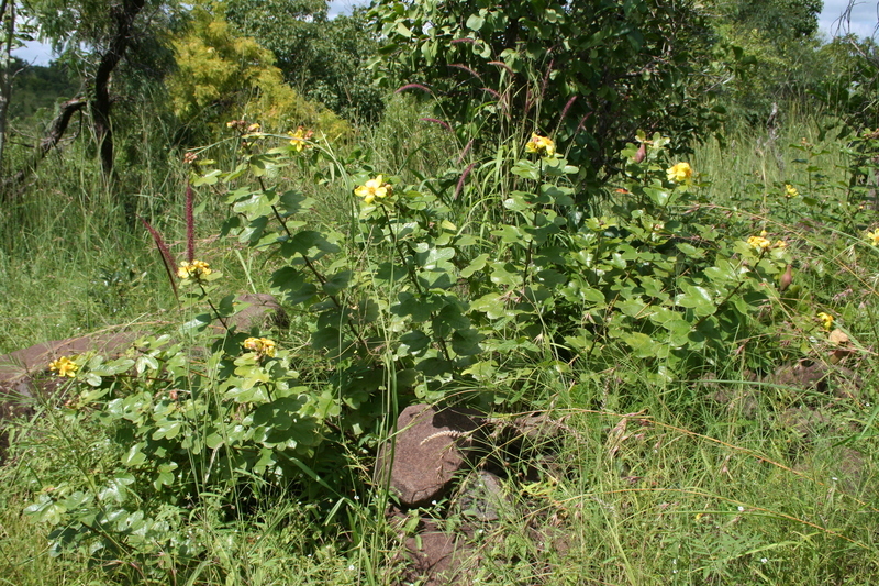 Image of Cochlospermum planchonii Hook. fil. ex Planch.