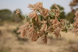 Слика од Guiera senegalensis J. F. Gmel.