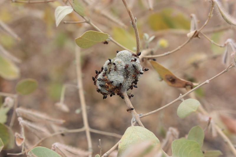 Sivun Guiera senegalensis J. F. Gmel. kuva